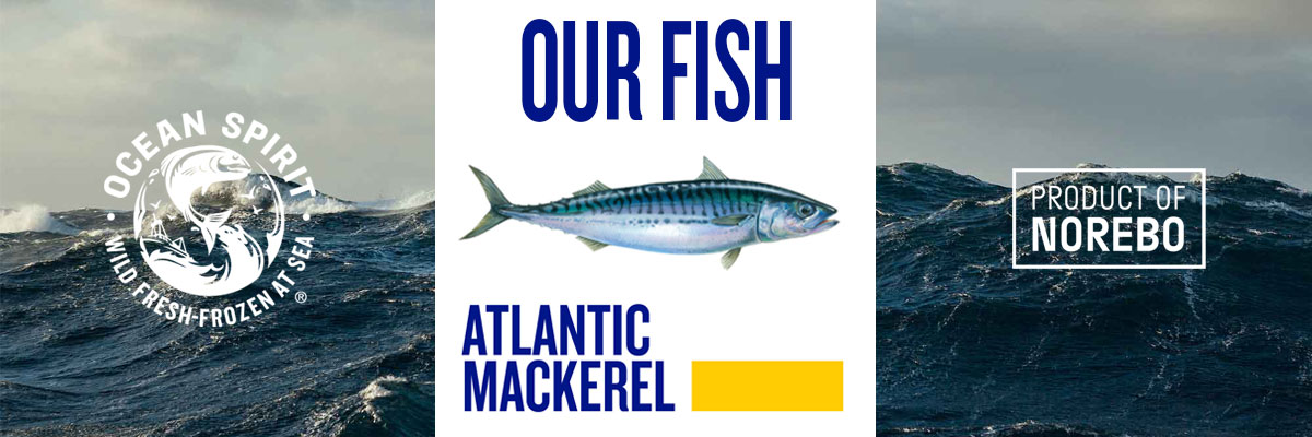 Discovery Zone - Atlantic Chub Mackerel